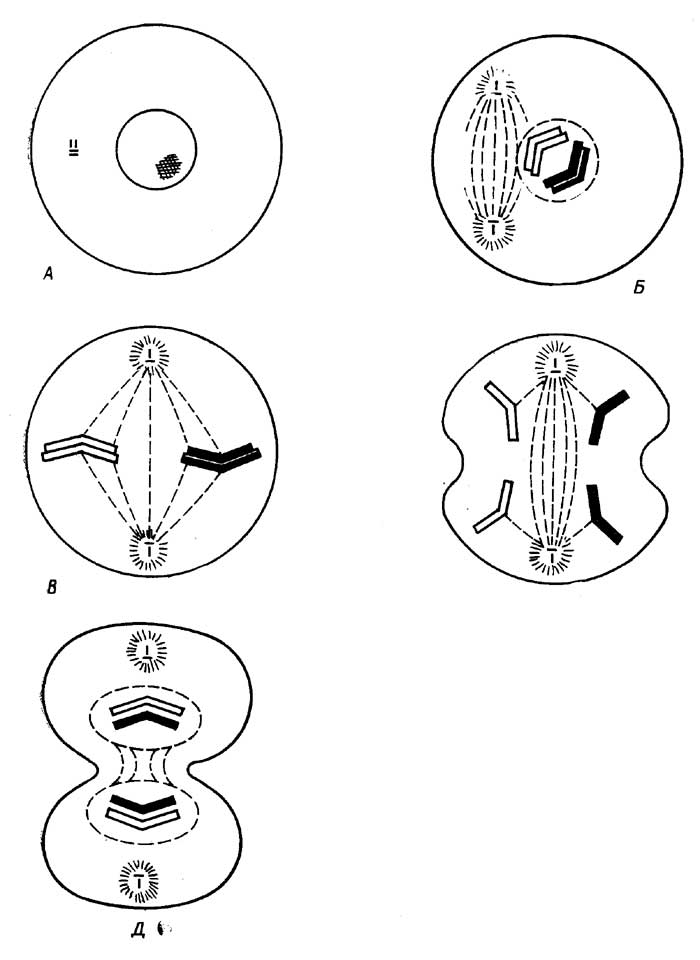 Рис. I.5. Митоз: интерфаза (A), профаза (Б), метафаза (В), анафаза (Г), телофаза (Д)
