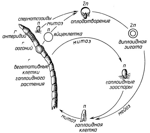 Рис. I.11. Цикл размножения Oedogonium
