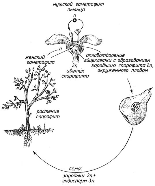 Рис. I.17. Цикл размножения цветковых растений