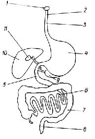 Рис. I.27. Пищеварительная система: 1 - рот; 2 - глотка; 3 - пищевод; 4 - желудок; 5 - двенадцатиперстная кишка (дуодена); 6 - тонкий кишечник; 7 - толстый кишечник; 8 - прямая кишка; 9 - поджелудочная железа; 10 - печень; 11 - желчный пузырь