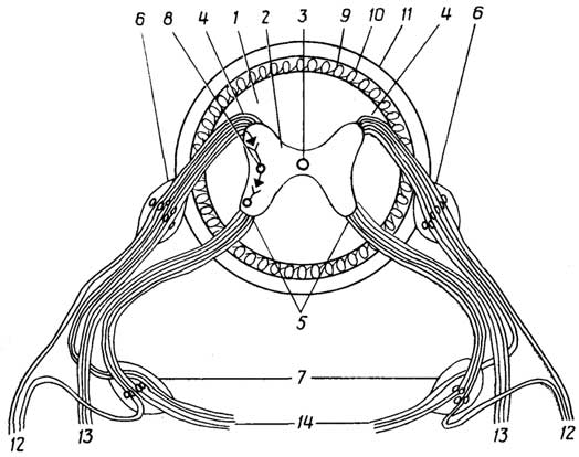 Рис. I.30. Спинной мозг: 1 - белое вещество; 2 - серое вещество; 3 - центральный канал; 4 - задние корешки; 5 - передние корешки; 6 - ганглии задних корешков с чувствительными нейронами; 7 - ганглии симпатической нервной системы с двигательными нейронами; 8 - вставочный нейрон рефлекторной дуги; 9, 10, 11 - мягкая, паутинная и твердая мозговые оболочки; 12, 13 - дорсальная и вентральная ветви, иннервирующие кожу, мышцы задней и передней частей тела соответственно; 14 - вегетативные ветви, иннервирующие внутренние органы