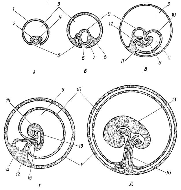 Рис. I.34. Развитие эмбриона у человека: А - поздняя бластула в момент имплантации эмбриона в стенку матки, приблизительно на 8-10-й день развития; Б - гаструла через две недели; В -эмбрион на 20-й день развития; Г - эмбрион на 25-й день развития; Д - эмбрион через месяц. 1 - оболочка хориона; 2 - плотный клеточный шарик; 3 - внеэмбриональная полость; 4 - желточный мешок; 5 - образование амниотической полости; 6 -зародышевая пластинка; 7 - эктодерма; 8 - мезодерма; 9 - энтодерма; 10 -оболочка амниона; 11 - полость первичной кишки; 12 - аллантоис; 13 - развивающийся эмбрион; 14, 15 - верхняя (головная) и нижняя части будущего плода; 16 - пупочный канатик