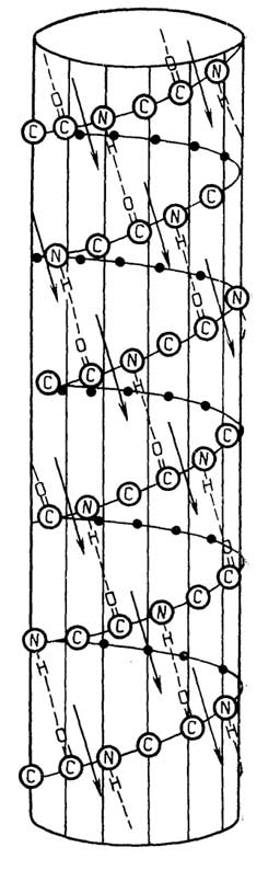 Рис. II.7. Схема правой α-спирали. Пунктирными линиями обозначены водородные связи, стрелками - диполи пептидных связей. Точками обозначены аминокислотные остатки, находящиеся на невидимой стороне цилиндра