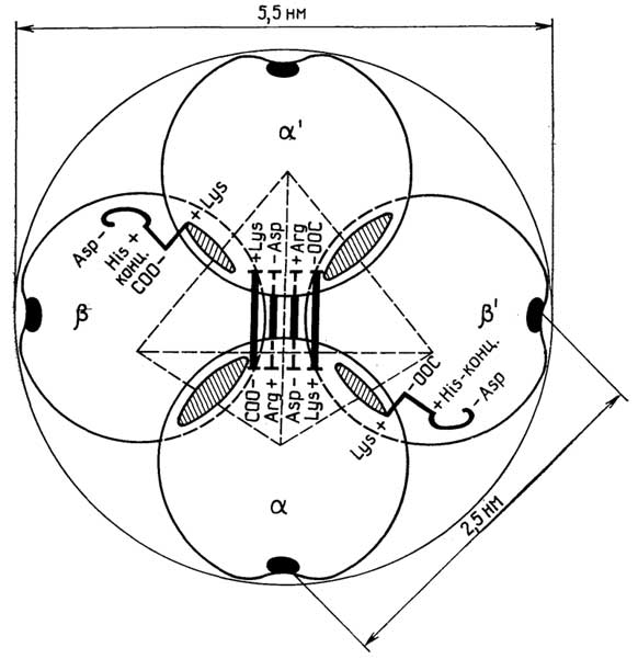 Рис. II.27. Схема четвертичной структуры молекулы гемоглобина. Заштрихованные области - места контактов α- и β-протомеров, зачерненные области - места расположения гемов, жирными линиями показаны "солевые мостики", существующие в дезоксигемоглобине. В центре тетраэдра имеется небольшая полость