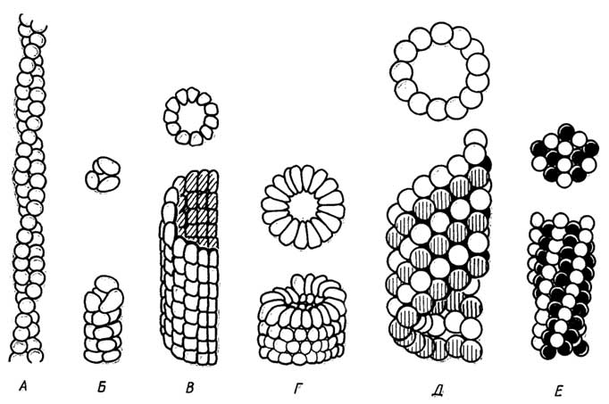 Рис. II.31. Субъединичная структура некоторых сложных белков с торца (вверху) и сбоку (внизу): А - актина F из мышц; Б - пиля прокариот; В - жгутика прокариот; Г - белковой оболочки вируса табачной мозаики; Д - микротрубочек; Е - дезоксигемоглобина S