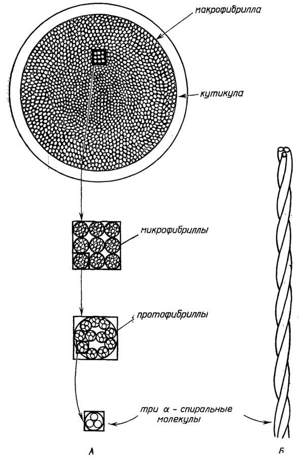 Рис. II.32. Строение α-кератина волоса. Три α-спиральные полипептидные цепи скручены в суперспираль - протофибриллу. 11 таких параллельно расположенных протофибрилл образуют микрофибриллу, из которых в свою очередь складываются макрофибриллы