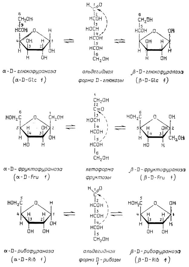 Рис. II.42. Циклизация D-глюкозы, D-фруктозы и D-рибозы с образованием фуранозных аномеров, изображенных с помощью формул Хеуорса