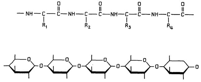 Рис. II.61. Сравнение гибкости белковой и полисахаридной цепей