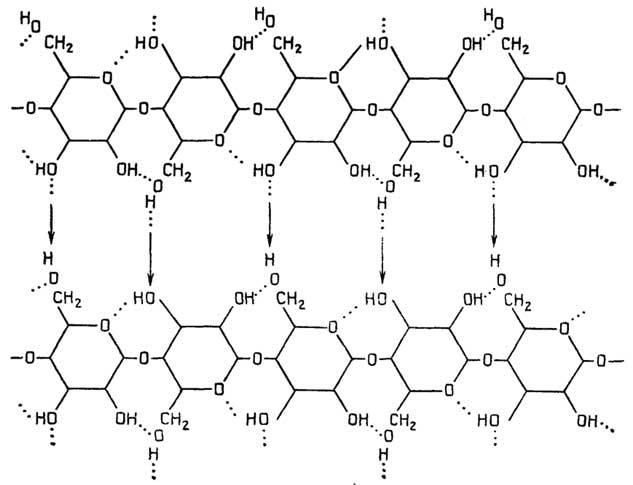 Рис. II.63. Вторичная структура целлюлозы, напоминающая параллельный β-слой белков