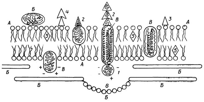Рис. II.106. Схема плазматической мембраны животной клетки: А - фосфолипиды; Б - периферические белки; В - интегральные белки; 1 - полярная часть белковой глобулы; 2 - углеводные части белковой глобулы; 3 - гликолипид; 4 - ганглиозид; 5 - холестерол; 6 - актин