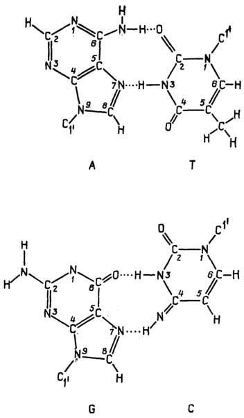 Рис. II.128. Образование водородных связей при взаимодействии азотистых оснований по обратной схеме Хугстена