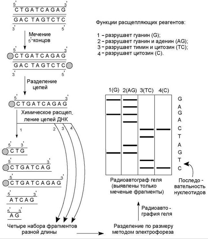 Секвенирование ДНК - Создание и анализ клонотек геномов - Основы ...