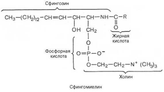 Сфинголипиды (сфингофосфолипиды) - Фосфолипиды - Химия липидов