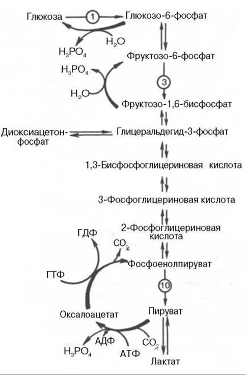 Глюконеогенез - Метаболизм углеводов
