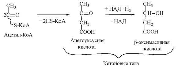 Кетоновые тела три креста