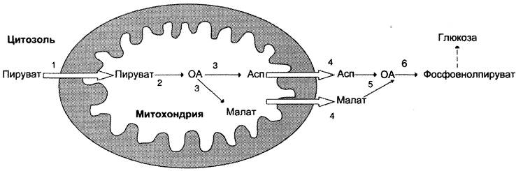 Цикл кори биохимия схема