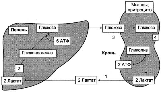 Обмен лактата в печени и мышцах цикл кори