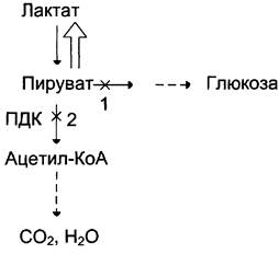 Цикл кори и глюкозо аланиновый цикл