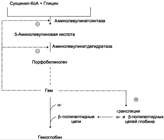 Биосинтез гема и гемоглобина в организме