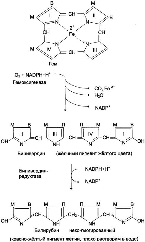 Схема распада гемоглобина биохимия