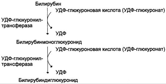 Схема распада гемоглобина биохимия