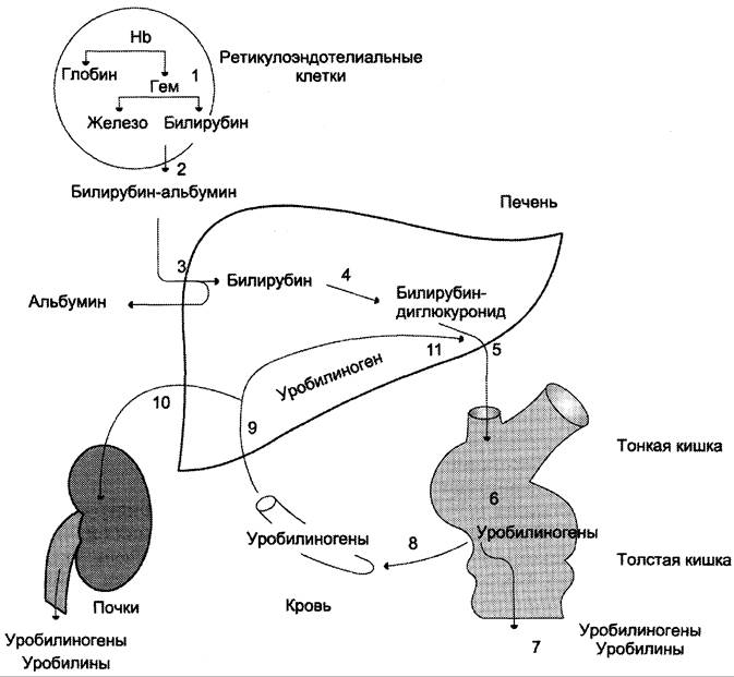 Катаболизм гемоглобина в схемах