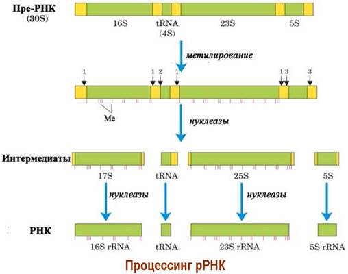 3 созревания рнк. Секвенирование Гена 16s РРНК. 16 S РНК. 16s и 23s РРНК. 16s рибосомальная РНК.