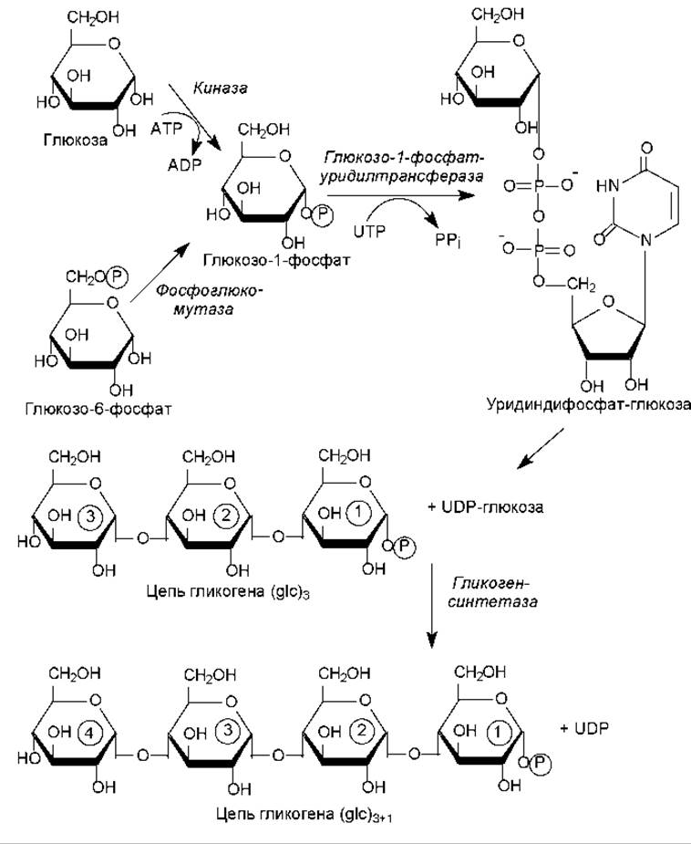 Биосинтез полисахаридов - Особенности биосинтеза. Биосинтез углеводов .