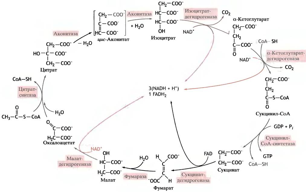Этап катаболизма глюкозы