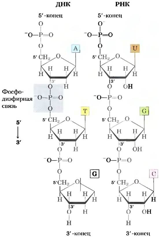 Соединения днк и рнк. Химические связи между нуклеотидами в РНК. Фосфодиэфирные связи между нуклеотидами. Образование фосфодиэфирной связи между нуклеотидами. Нуклеотиды ДНК фосфодиэфирные связи.