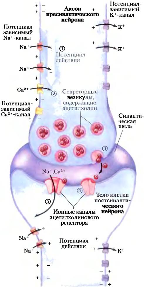Регулируемые ионные каналы - БИОСИГНАЛИЗАЦИЯ - СТРОЕНИЕ И КАТАЛИЗ - ОСНОВЫ БИОХИМИИ ЛЕНИНДЖЕРА - ТОМ 1. ОСНОВЫ БИОХИМИИ СТРОЕНИЕ И КАТАЛИЗ - 2011