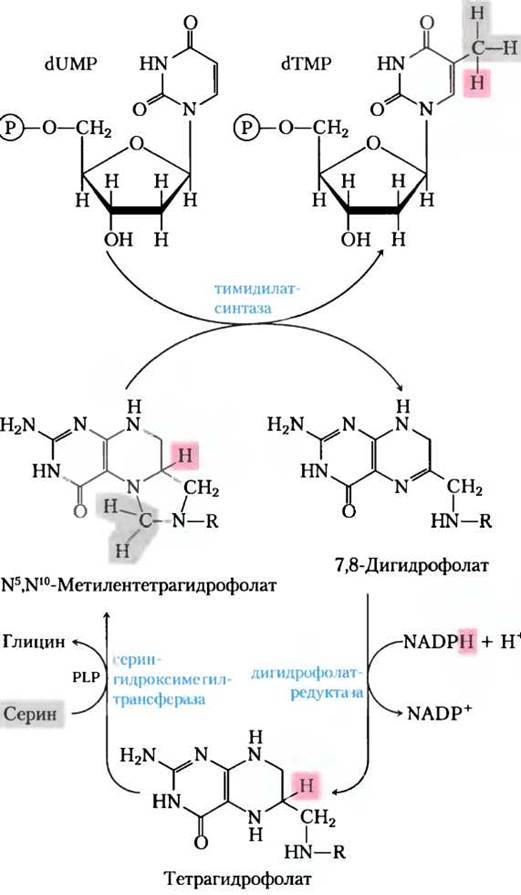 Синтез фолиевой кислоты. N5 n10 метилен ТГФК. N5 n10 метилентетрагидрофолат. 5 10 Метилен ТГФК. ТГФК биохимия.