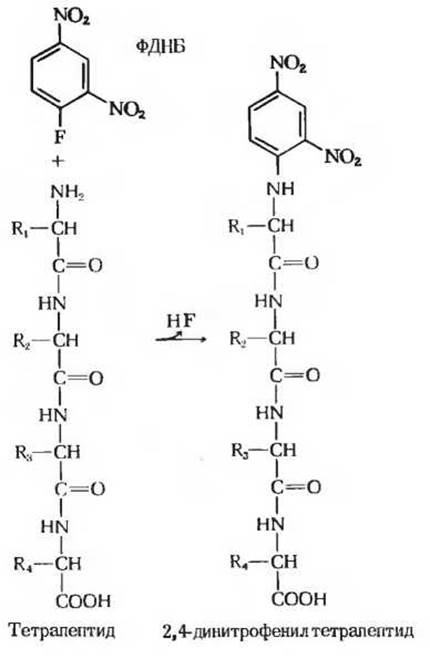 Химические реакции, характерные для пептидов - Вода - Биомолекулы