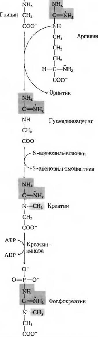 Глицин является предшественником порфиринов - Биосинтез аминокислот и .
