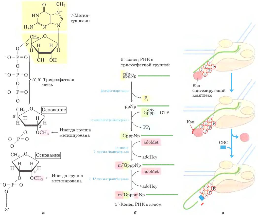 Рнк ростов. Процессинг РНК биохимия. Схема процессинга РНК. Процессинг РРНК биохимия. Процессинг биохимия этапы.