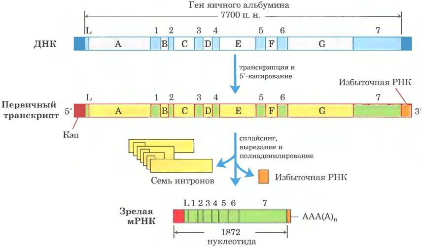Гены кодирующие рнк. Процессинг первичных транскриптов РНК. Процессинг Гена РНК. Схема структуры Гена и процессинга и-РНК. Схема процессинга РНК.