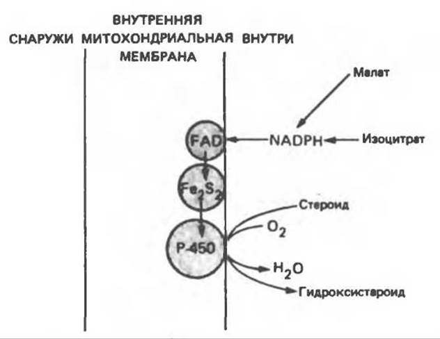 Ферменты и коферменты, участвующие в окислительно-восстановительных .
