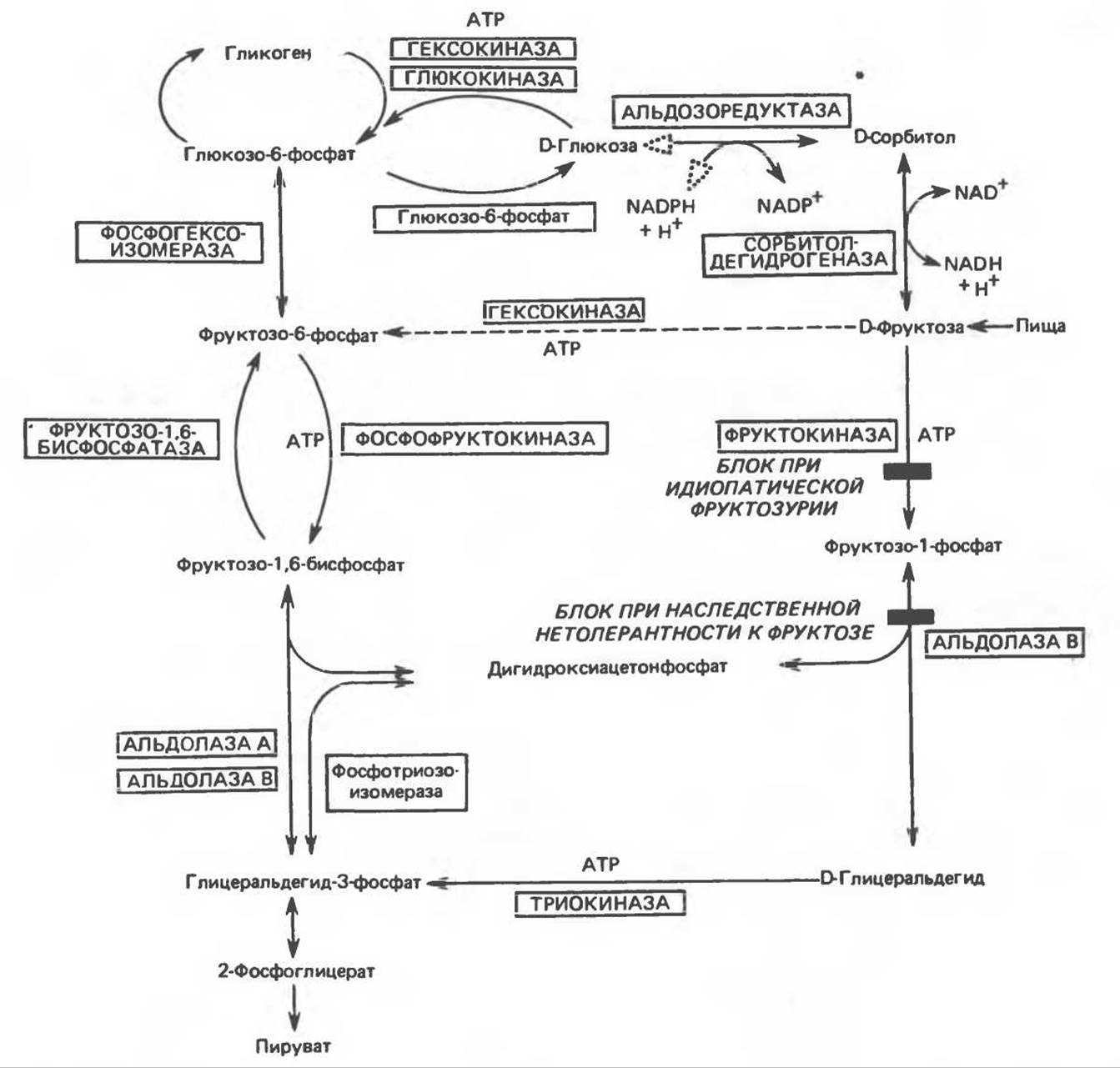 Аланиновый цикл биохимия. Глюкозо аланиновый цикл регуляция. Глюкозо аланиновый цикл биохимия. Почечный порог для Глюкозы биохимия. Аэробного расщепления