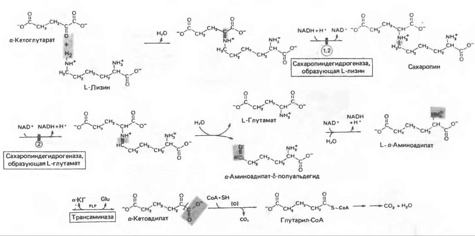 Аминокислоты, образующие ацетил-кофермент А - Катаболизм углеродного .