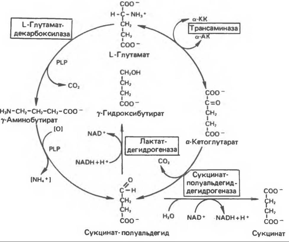 4 реакция цикла кребса. Цикл трикарбоновых кислот схема. Цикл Кребса пируват. Схема клеточного дыхания цикл Кребса. Гликолиз подготовительный цикл Кребса..
