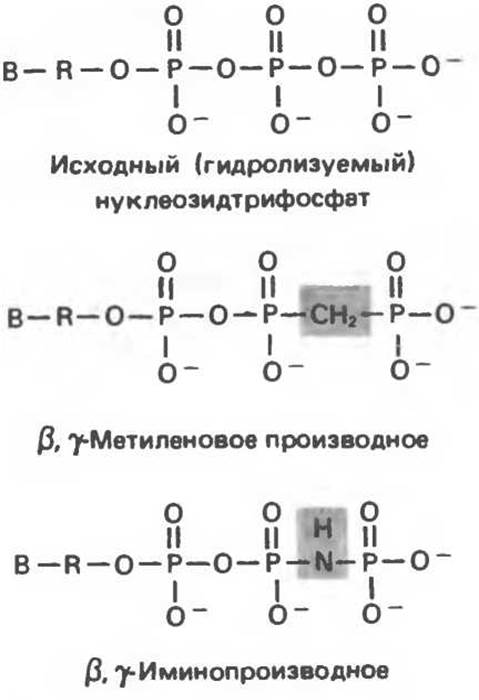 Синтетические аналоги нуклеотидов - Нуклеотиды - Структура, функция и .