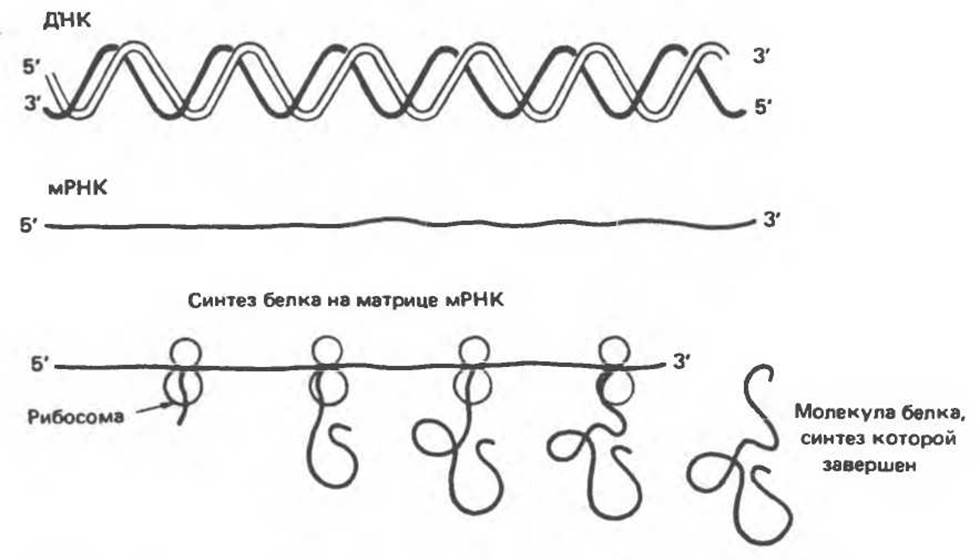 На матрице рнк происходит. Синтез МРНК на матрице ДНК. Матричная РНК строение. Строение МРНК. Структуры зрелой матричной РНК.