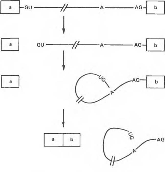 Процессинг молекул РНК - Синтез и процессинг РНК - Структура, функция и .