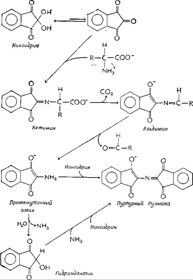 Пиридоксальфосфат в роли катализатора - Тиаминдифосфат - Коферменты .