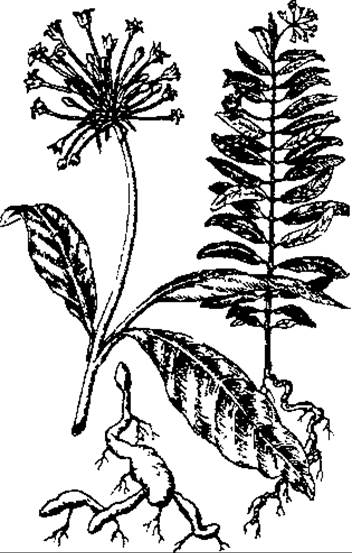 Лікарські рослини та сировина, які містять індольні алкалоїди .