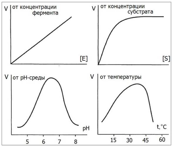 Зависимость активности от концентрации. График зависимости активности ферментов от концентрации субстрата. График зависимости активности ферментов от РН. График зависимости ферментативной реакции от концентрации фермента.