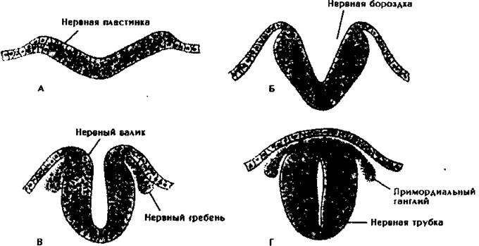 нервная трубка позвоночных. нервная система беспозвоночных. структуры внутреннего стояния ланцетника. нервная система в виде трубки. онтогенез нервной системы позвоночных.