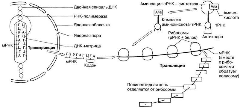 Синтез ока инн