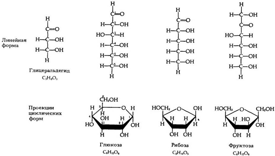 Фруктоза форма. Циклические формулы моносахаридов. Формулы углеводов гексоза. Структурные формулы моносахаридов. Формулы углеводов линейные циклические.