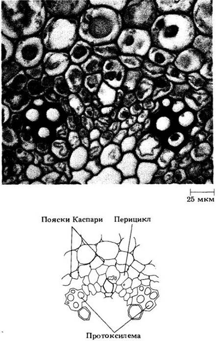 Пояски каспари. Пояски каспари у растений. Пояски каспари. Эндодерма с поясками каспари. Экзодерма и эндодерма мезодерма.